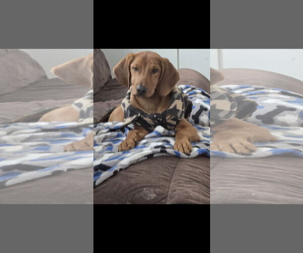 Medium Photo #5 Mutt Puppy For Sale in NYC, NY, USA