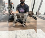Small Photo #11 German Shorthaired Pointer Puppy For Sale in RIVERSIDE, CA, USA