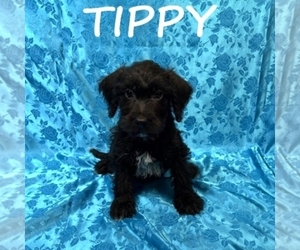 Schnoodle (Miniature) Puppy for sale in HARTLAND, MN, USA