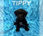 Image preview for Ad Listing. Nickname: Tippy
