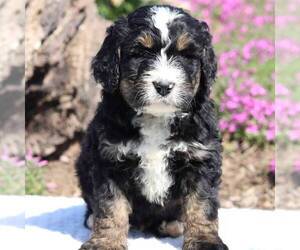 Bernedoodle Puppy for sale in NEW ENTRPRISE, PA, USA