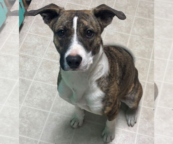 Medium Photo #1 American Staffordshire Terrier-Black Mouth Cur Mix Puppy For Sale in Amarillo, TX, USA