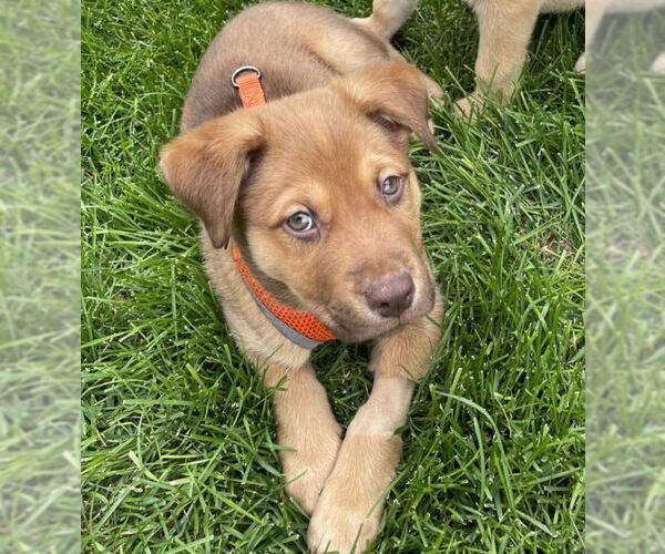 Medium Photo #2 Mutt Puppy For Sale in Laramie, WY, USA