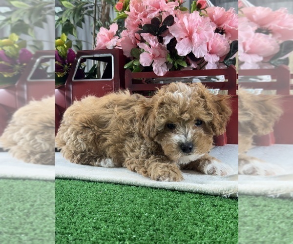 Medium Photo #7 Poodle (Toy) Puppy For Sale in CANOGA, NY, USA