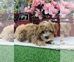 Small #6 Poodle (Toy)