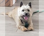 Small Photo #4 Cairn Terrier Puppy For Sale in FORNEY, TX, USA