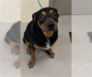 Doberman Pinscher-Unknown Mix Dogs for adoption in Sanford, FL, USA