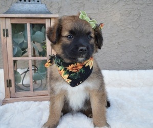 Border Collie-Poodle (Miniature) Mix Puppy for sale in HONEY BROOK, PA, USA