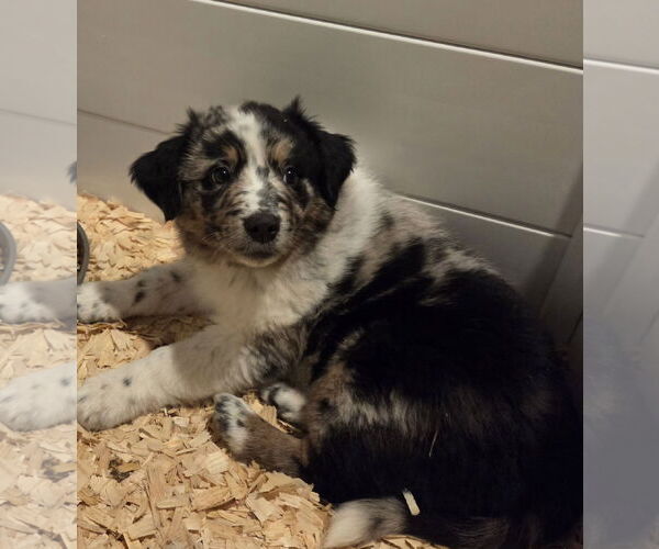 Medium Photo #4 Mutt Puppy For Sale in Garden City, NY, USA