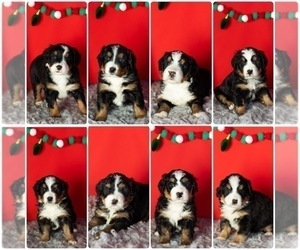 Bernese Mountain Dog-Miniature Bernedoodle Mix Litter for sale in SHIPSHEWANA, IN, USA