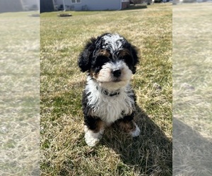 Bernedoodle (Miniature) Puppy for sale in HANNA CITY, IL, USA