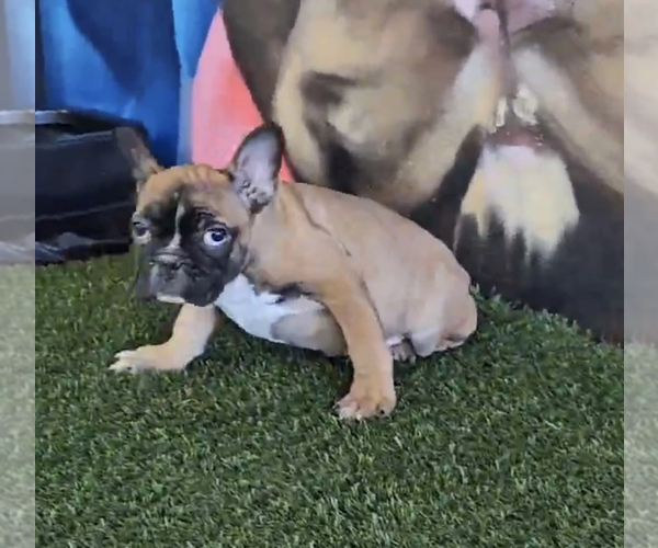 Medium Photo #19 French Bulldog Puppy For Sale in BEVERLY HILLS, CA, USA