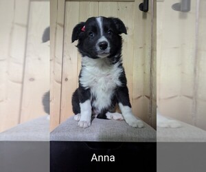 Border-Aussie Puppy for sale in ELKHART, IN, USA