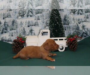 Dachshund Puppy for sale in CHANUTE, KS, USA