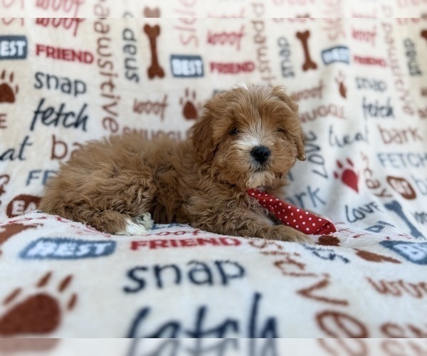 Medium Photo #6 Cavapoo (Miniature) Puppy For Sale in LAKELAND, FL, USA