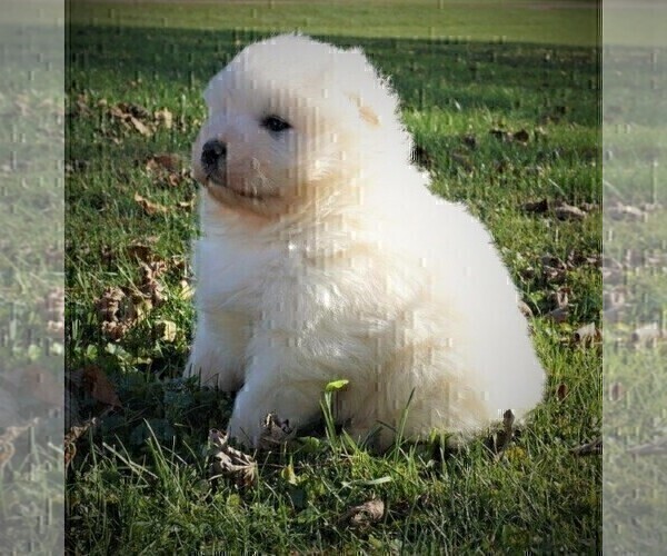 Medium Photo #4 Samoyed Puppy For Sale in LUBLIN, WI, USA