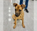 Small #6 Black Mouth Cur Mix