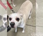 Small #1 Chihuahua Mix