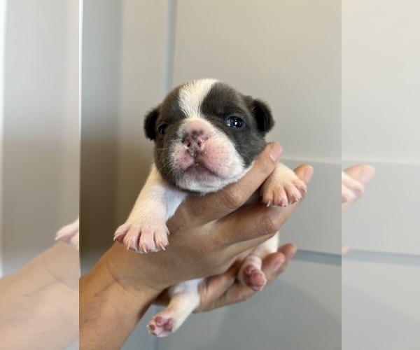 Medium Photo #1 French Bulldog Puppy For Sale in MILLIKEN, CO, USA
