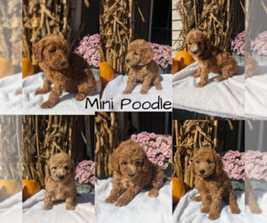 Poodle (Miniature) Litter for sale in GOSHEN, IN, USA
