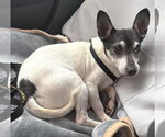Small #3 Chihuahua Mix