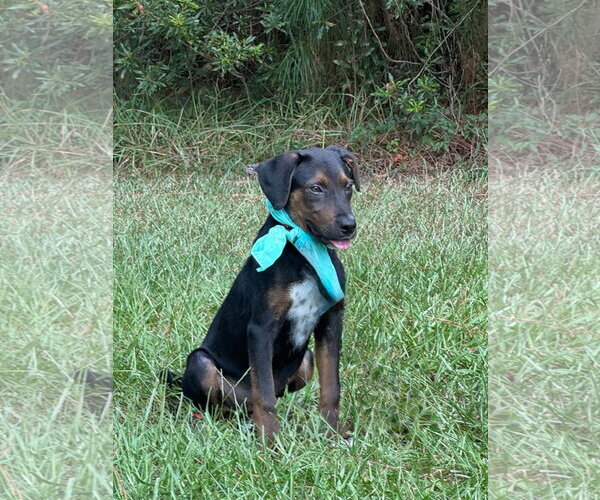 Medium Photo #4 Mutt Puppy For Sale in Shillington, PA, USA