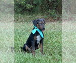 Small #3 Mutt