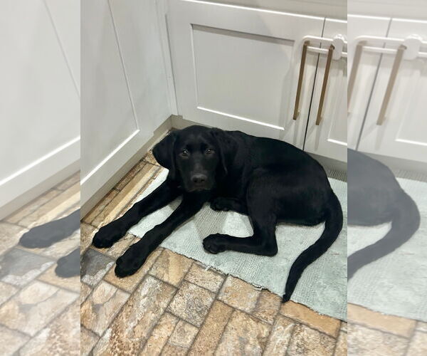 Medium Photo #3 Labrador Retriever-Unknown Mix Puppy For Sale in Sandy, UT, USA