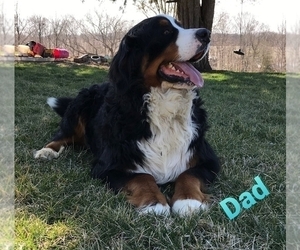Father of the Bernese Mountain Dog puppies born on 12/12/2023