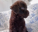 Small Photo #13 Schnoodle (Giant) Puppy For Sale in ANDERSON, CA, USA