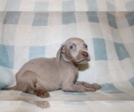Small #1 Weimaraner