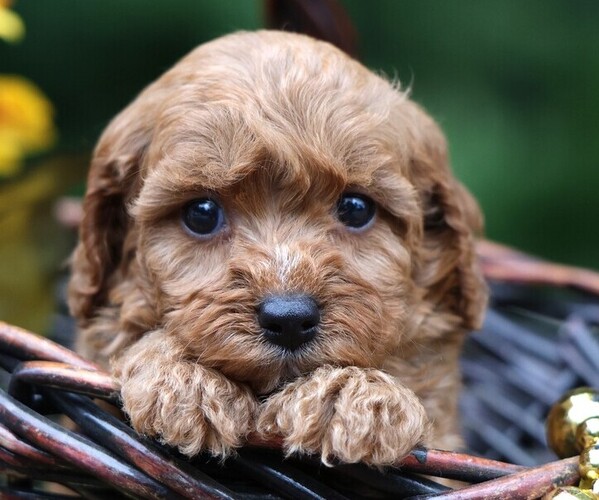 Medium Photo #1 Cavapoo Puppy For Sale in JONES, MI, USA