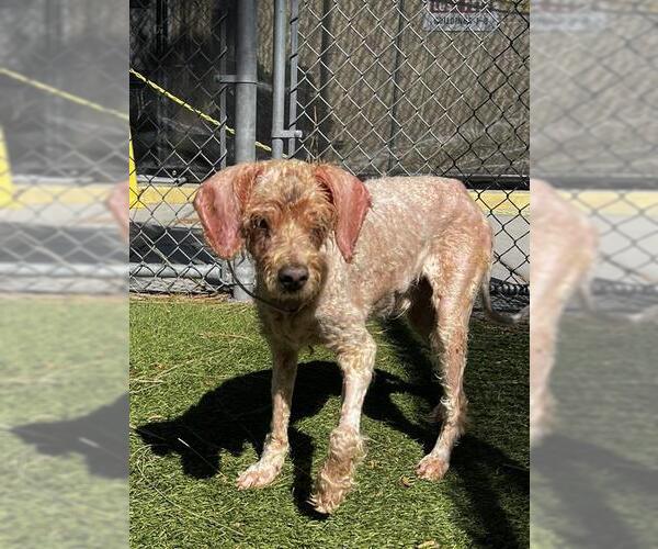 Medium Photo #1 Poodle (Miniature) Puppy For Sale in Downey, CA, USA