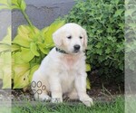 Small #1 English Cream Golden Retriever