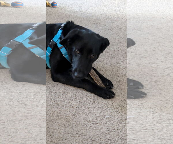 Medium Photo #2 Mutt Puppy For Sale in Plainfield, IL, USA