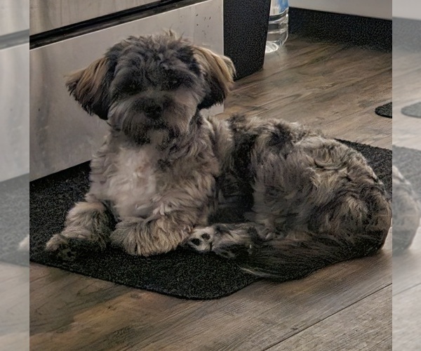 Medium Photo #1 Zuchon Puppy For Sale in MANSFIELD, OH, USA