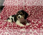 Puppy Pippin Cavachon