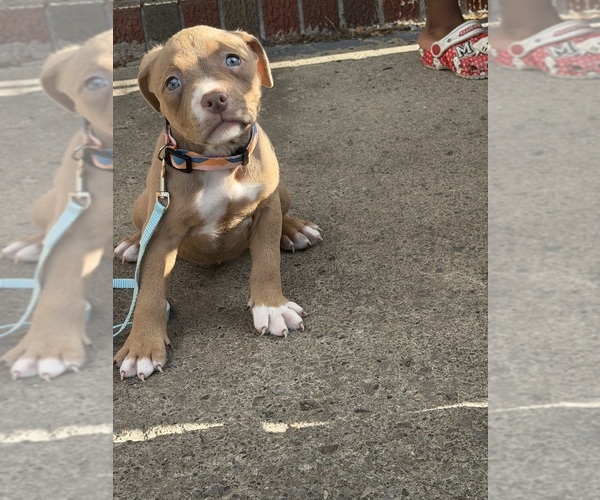 Medium Photo #5 American Bully Puppy For Sale in BUFFALO, NY, USA