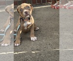 Small #4 American Bully