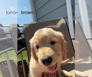 Medium Golden Retriever