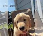 Puppy brown Golden Retriever
