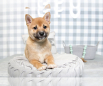 Small Photo #1 Shiba Inu Puppy For Sale in MARIETTA, GA, USA