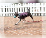 Small #5 Boston Terrier Mix