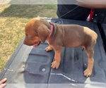 Small Photo #5 Rhodesian Ridgeback Puppy For Sale in HENDERSON, TX, USA