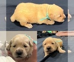 Small Photo #52 Golden Retriever Puppy For Sale in BIG CABIN, OK, USA