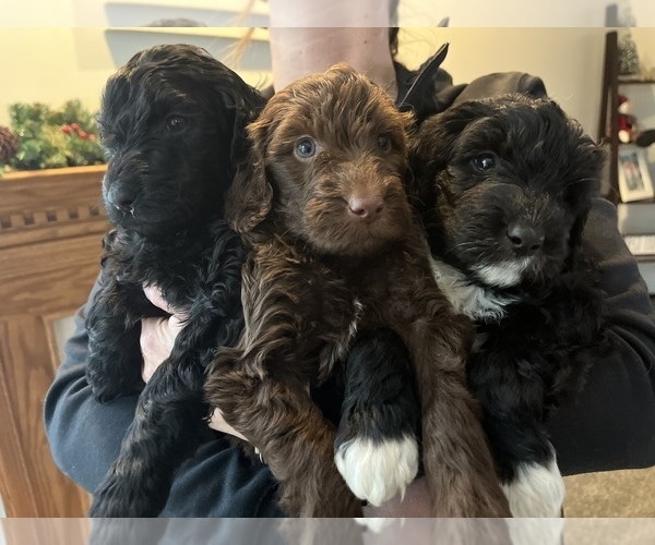 Medium Photo #57 Golden Mountain Doodle  Puppy For Sale in REYNOLDSBURG, OH, USA