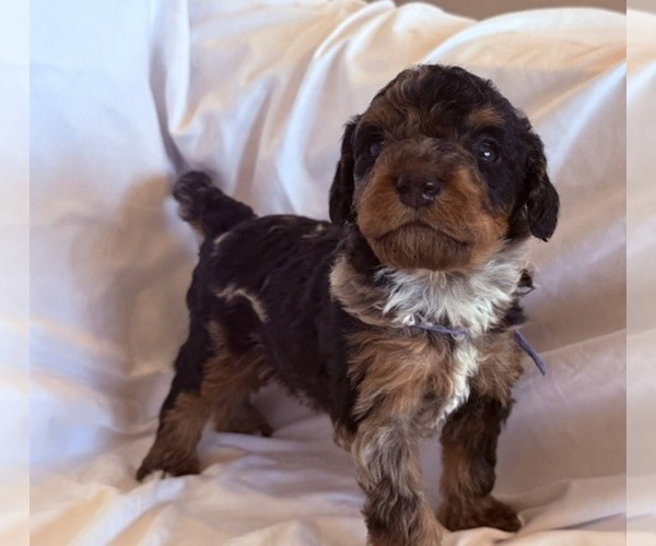 Medium Photo #4 Bernedoodle mix (+ Poodle Standard) Puppy For Sale in WAYLAND, MI, USA