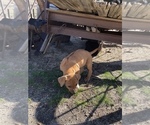 Small Photo #122 Rhodesian Ridgeback Puppy For Sale in MORONGO VALLEY, CA, USA