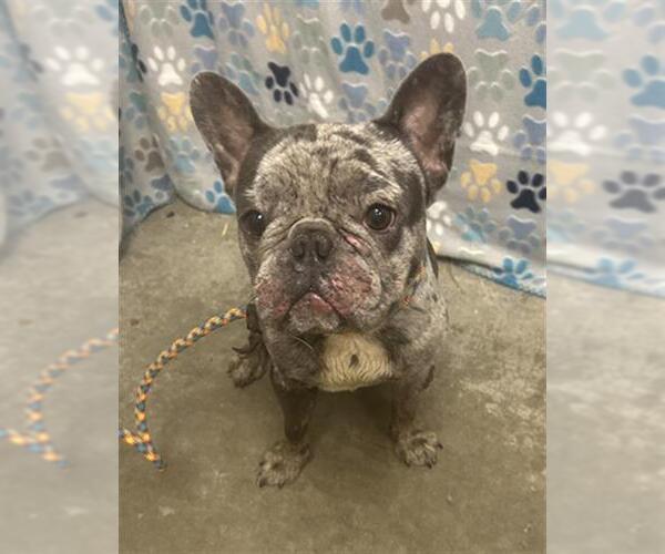 Medium Photo #1 French Bulldog Puppy For Sale in Rosenberg, TX, USA