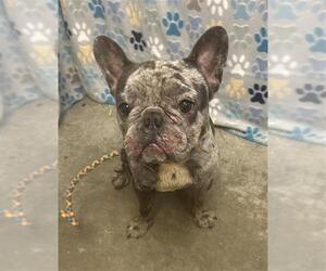 French Bulldog Dogs for adoption in Rosenberg, TX, USA
